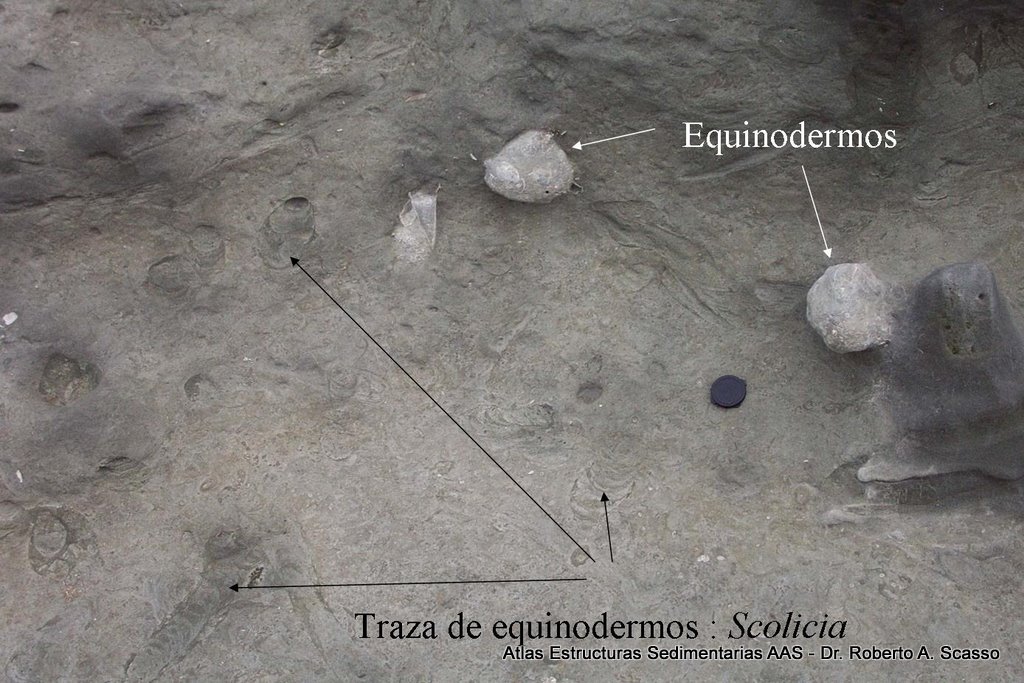 Scolicia isp. asociada a equinodermos - Fotografía: Roberto A. Scasso